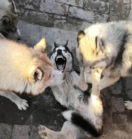 律师:保费逾期导致保障权益受损买保险别忘了年检_太阳成集团tyc7111cc(图3) 太阳成集团tyc7111cc